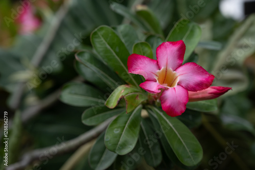 A close-up picture of a bright red flower. Desert Rose, adenium obesum, Japanese frangipani. Exotic tropical flower in red, magenta, or pink color