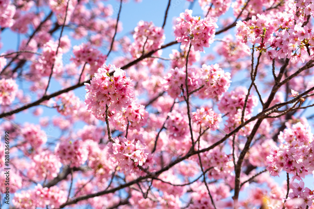 Closed up background of pink color flower sakura (cherry) blossom Closed up background of pink color flower sakura (cherry) blossom