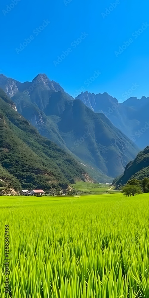 Obraz premium Rice Fields Framed by Majestic Mountains and a Clear Blue Sky