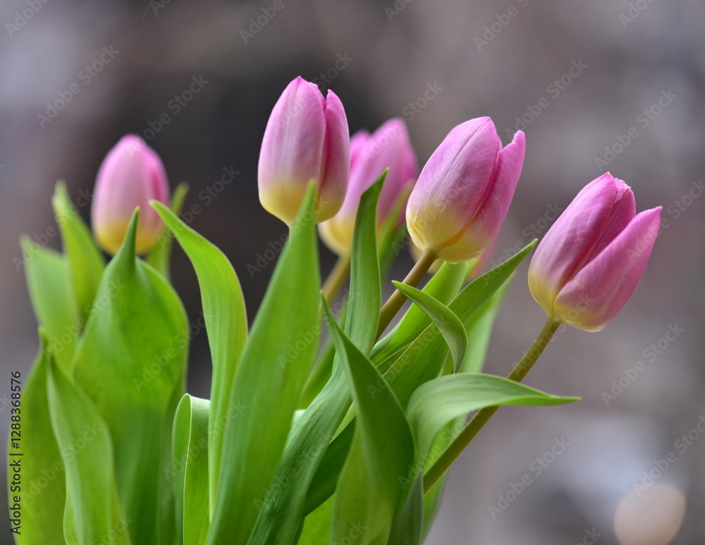 pink tulips in spring pink tulips in spring