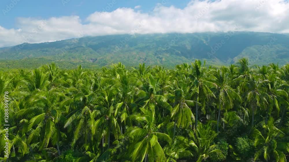 Lush palm trees thrive under a clear sky, framed by mountainous terrain, capturing the vibrant landscape of Sulawesi, Indonesia. Lush palm trees thrive under a clear sky, framed by mountainous terrain, capturing the vibrant landscape of Sulawesi, Indonesia.