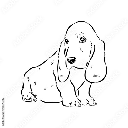 Basset hound, vector sketch Basset Hound dog breed animal vector line art one line sketch outline