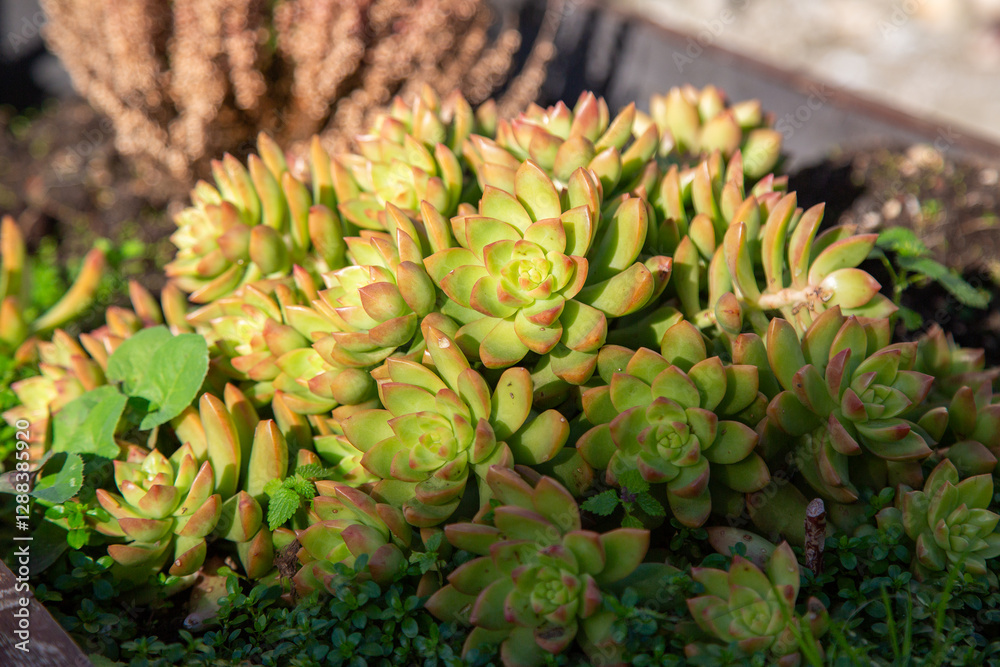 A variety of succulent plants are thriving and growing in a beautiful garden A variety of succulent plants are thriving and growing in a beautiful garden