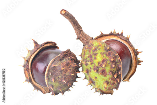 Obraz na płótnie Chestnuts isolated on white w salonie