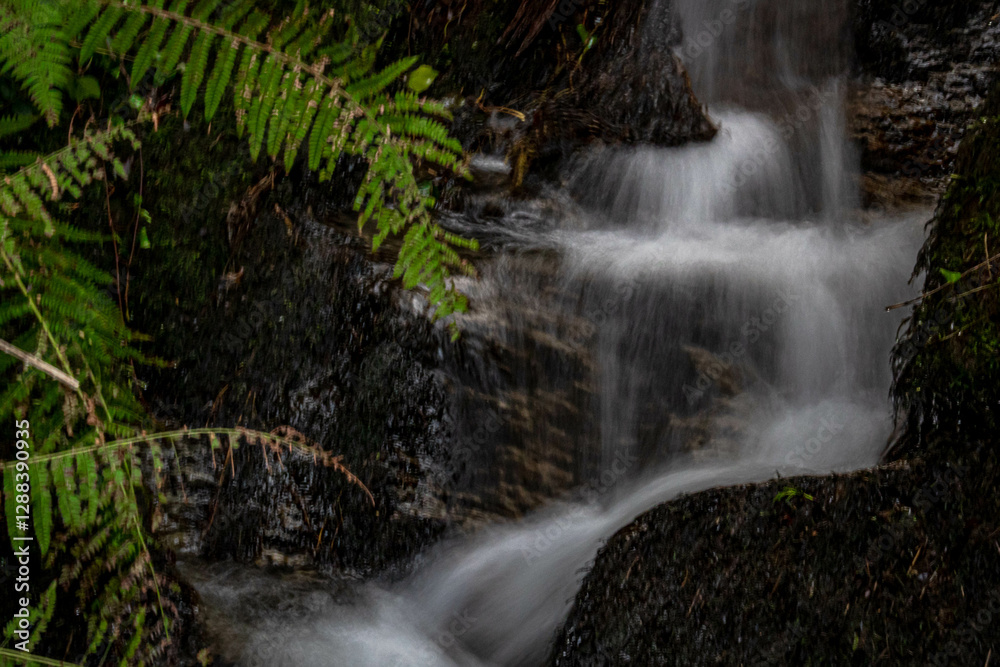 Fototapeta premium Fast flowing water small waterfall on hillside surrounded by green fern leaves in horizontal shot