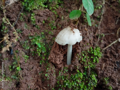 mushroom in the forest photo