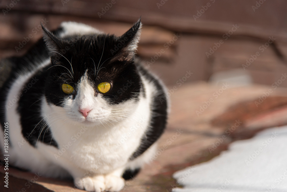 © johnalexandr - Beautiful black and white cat with fluffy fur sits in the yard on the snow in winter daytime