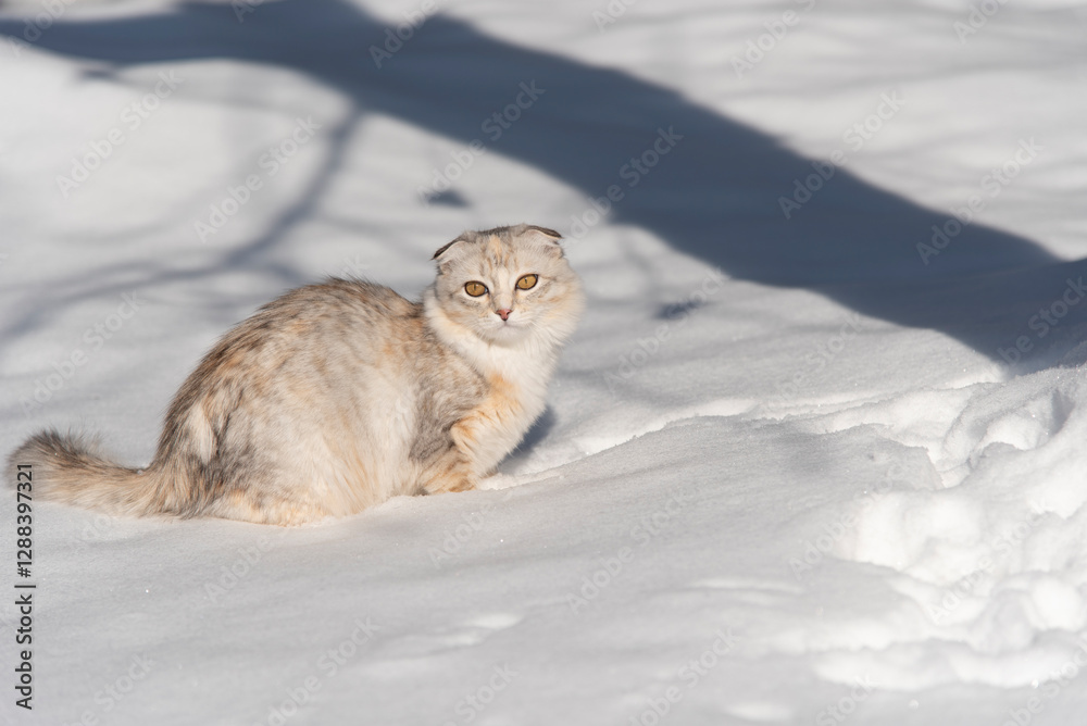 A lop-eared kitten with fluffy fur plays in the yard in the snow in winter A lop-eared kitten with fluffy fur plays in the yard in the snow in winter