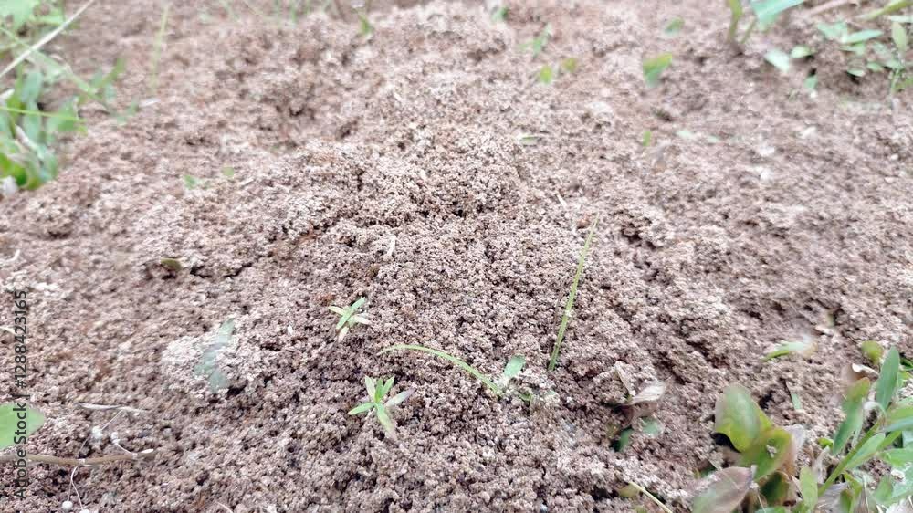 Ant nest. Red ant nest. Ant nest from the ground.