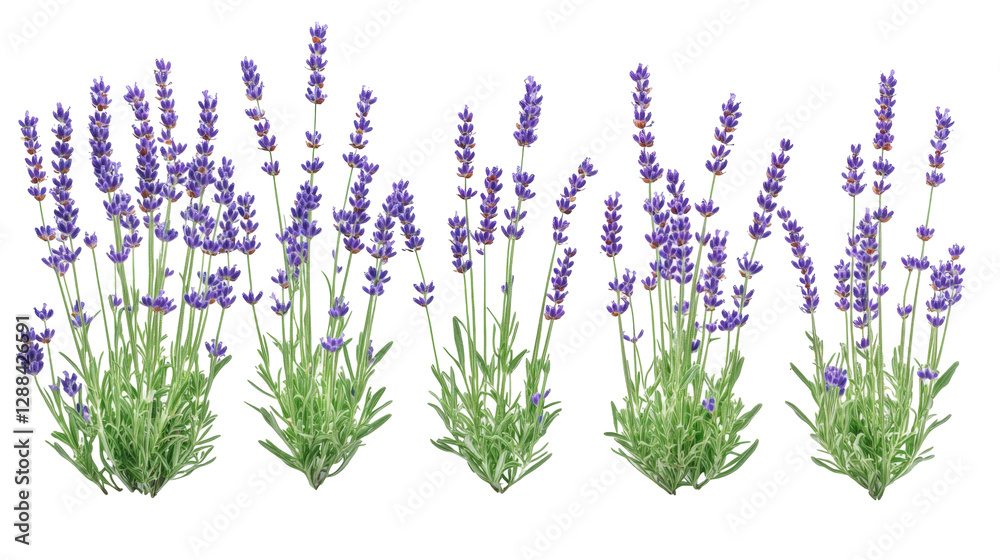 Fototapeta premium Lavender flowers on transparent background png - nature plants in a white environment for graphic design