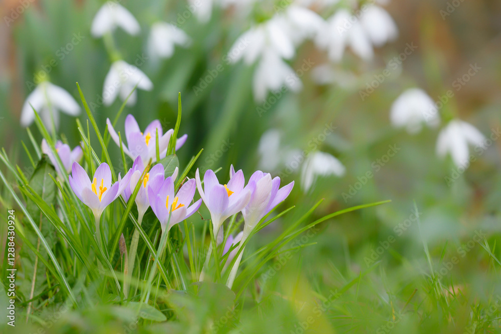 fleurs