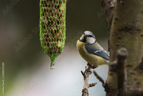 Close-up of a blue tit at its feeding place.