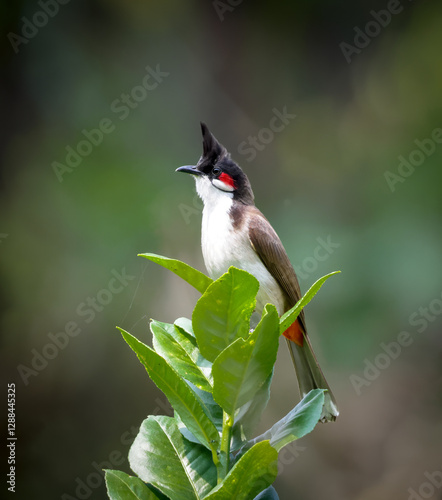 The red-whiskered bulbul (Pycnonotus jocosus), or crested bulbul, is a passerine bird native to Asia. It is a member of the bulbul family.	 photo