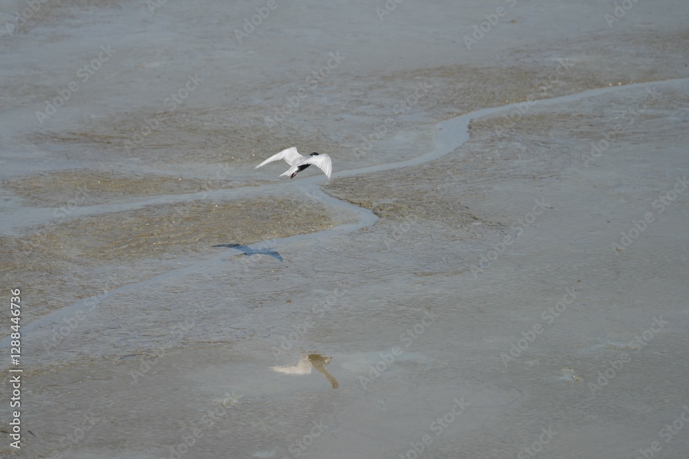 When the sea level recedes, the mud can be seen with strange patterns for the background image. When the sea level recedes, the mud can be seen with strange patterns for the background image.