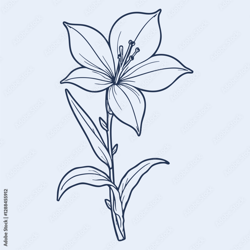lily Flower vector illustration silhouette lily Flower vector illustration silhouette