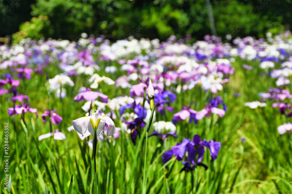 本土寺 美しい花菖蒲 コピースペースあり(日本千葉県松戸市) Hondo-ji Temple (Hondoji Temple) Beautiful irises with copy space (Matsudo City, Chiba Prefecture, Japan)
本土寺 美しい花菖蒲 コピースペースあり(日本千葉県松戸市) Hondo-ji Temple (Hondoji Temple) Beautiful irises with copy space (Matsudo City, Chiba Prefecture, Japan)