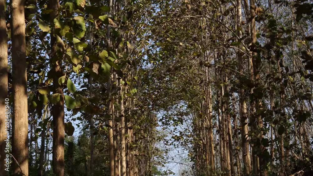 Dry teak trees in autumn on the forest with blue bright sky ,summer time. Focus on tree. Noisy. Exposure. Similar others Dry teak trees in autumn on the forest with blue bright sky ,summer time. Focus on tree. Noisy. Exposure. Similar others