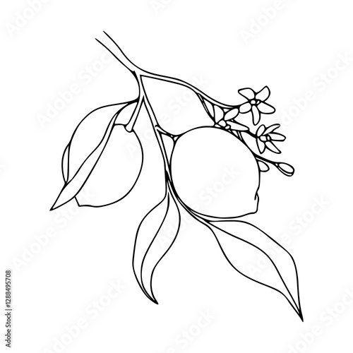 lemon with leaves outline drawing