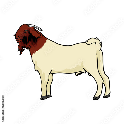 boer goat with white background separately-1