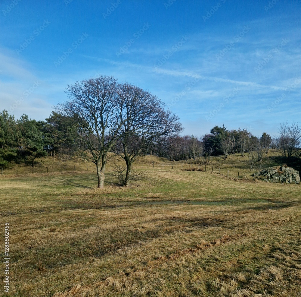 Obraz premium trees on the field without leafs 