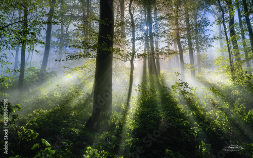 morning in the forest with fog