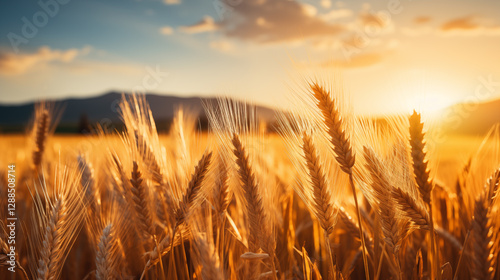 wheat field. golden wheat field and sunny day.