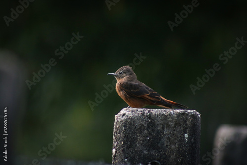 black bird with reddish feathers and long beak