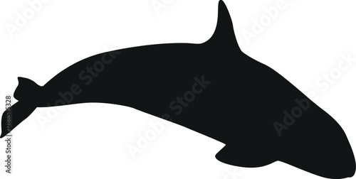 Black beluga arctic water animal