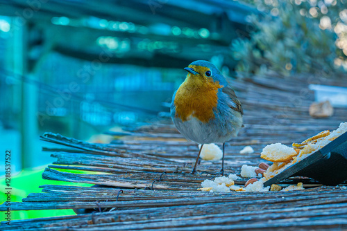 Petirrojo europeo sobre una superficie de madera