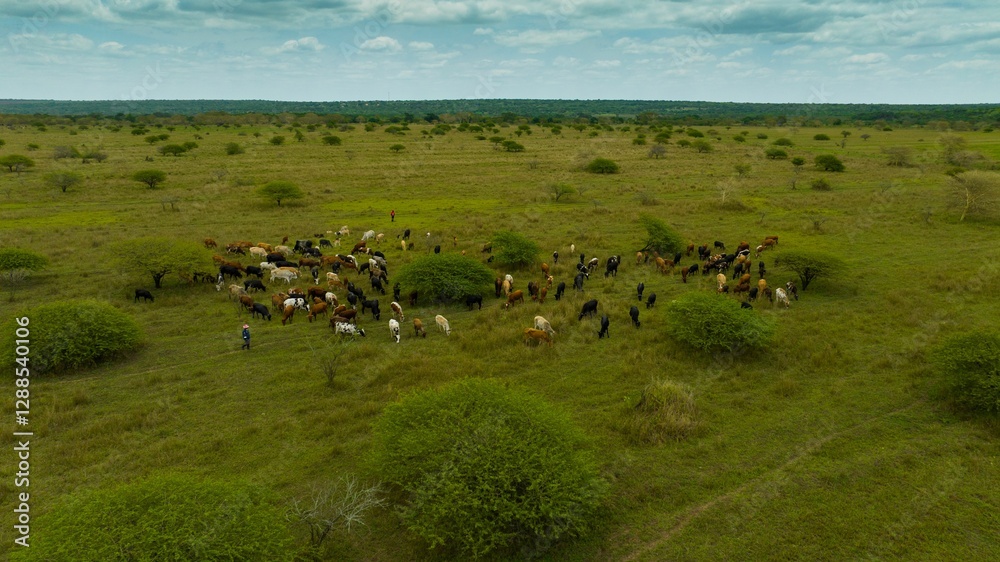 Aerial view of cattle grazing on a savannah. Aerial view of cattle grazing on a savannah.