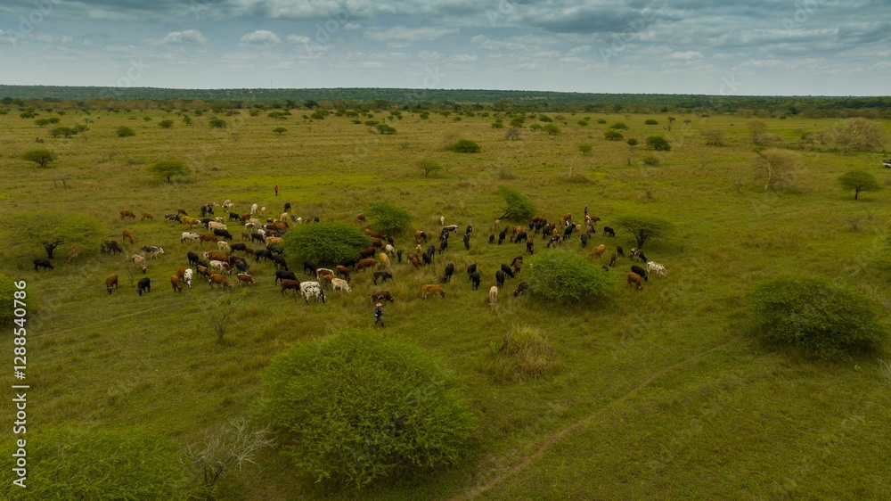 Aerial view of cattle grazing in savannah. Aerial view of cattle grazing in savannah.