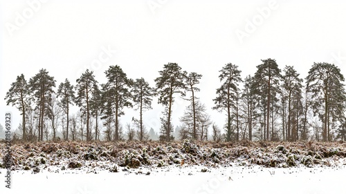 Wallpaper Mural Snowy pine forest winter landscape, background for design Torontodigital.ca