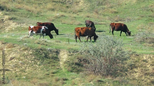 Wallpaper Mural A group of domestic cows on the slope of one of the coastal estuaries. Torontodigital.ca