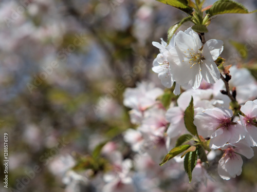 4月に咲いたピンク色の桜「越の福かさね（コシノフクカサネ）」