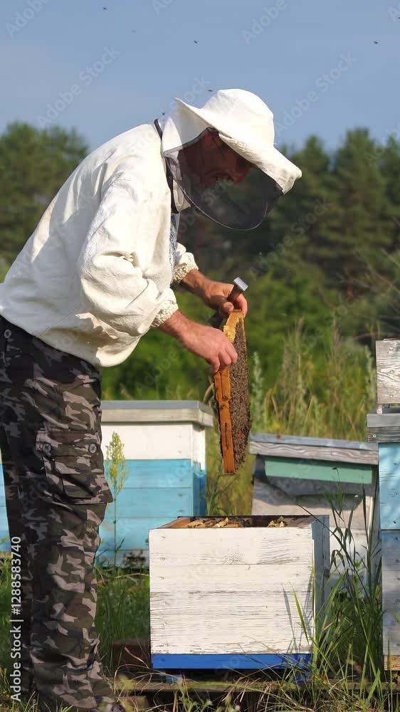 The beekeeper is holding a honey cell with bees in hands. Colorful hives in fruit garden. Man dressed in protective hat with net. Apiculture. Vertical video The beekeeper is holding a honey cell with bees in hands. Colorful hives in fruit garden. Man dressed in protective hat with net. Apiculture. Vertical video