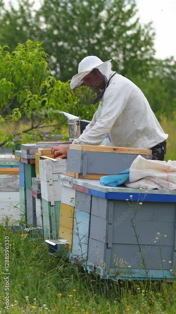 Beekeeper uncapping honeycomb with special beekeeping fork. Raw honey being harvested from bee hives. Beekeeping concept. Vertical video Beekeeper uncapping honeycomb with special beekeeping fork. Raw honey being harvested from bee hives. Beekeeping concept. Vertical video