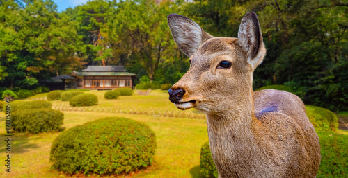 Young doe. Nara park in Jap...