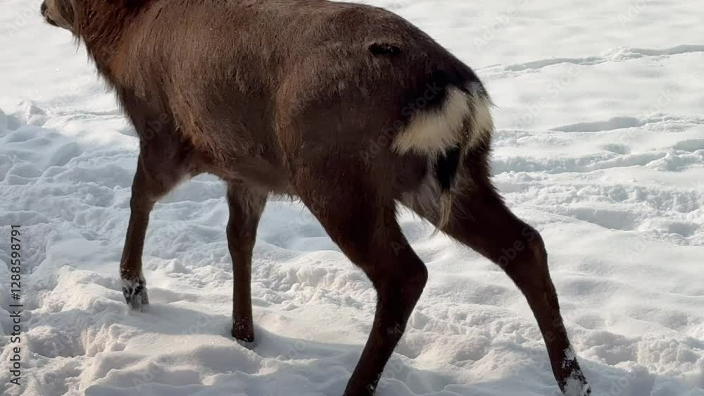 A deer with antlers is walking through the snow. Concept of tranquility and peacefulness, as the deer moves gracefully through the winter landscape A deer with antlers is walking through the snow. Concept of tranquility and peacefulness, as the deer moves gracefully through the winter landscape