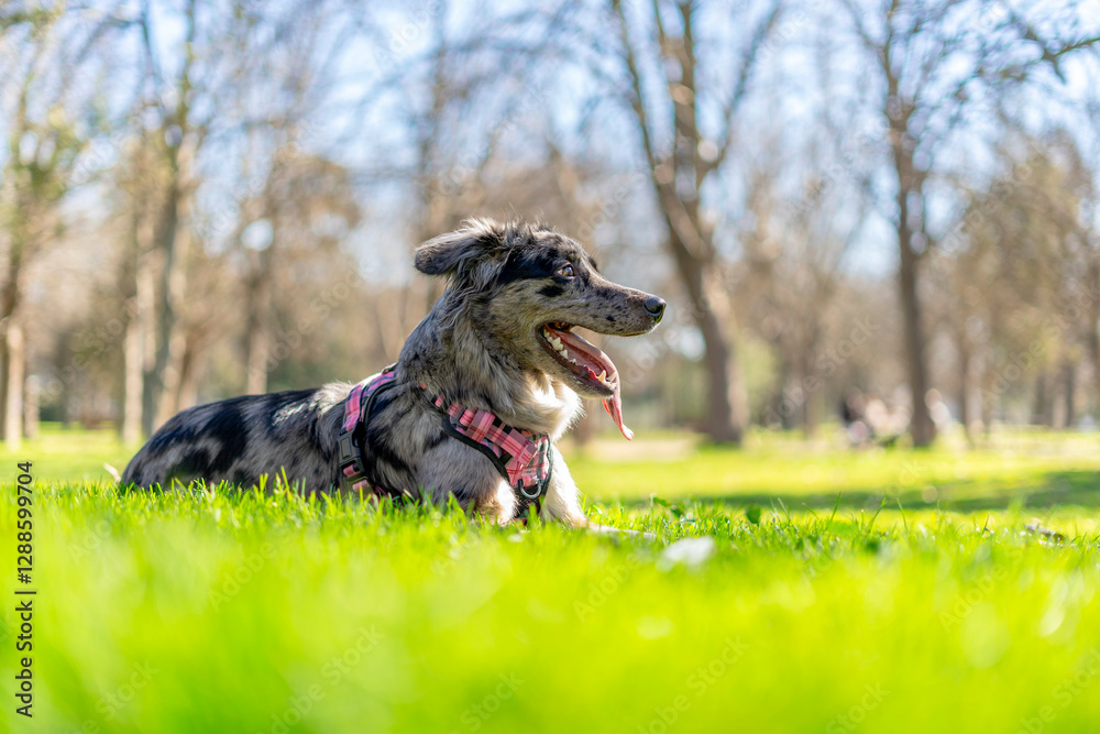 Fototapeta premium Australian Shepherd dog sitting on green grass in a park in summer.