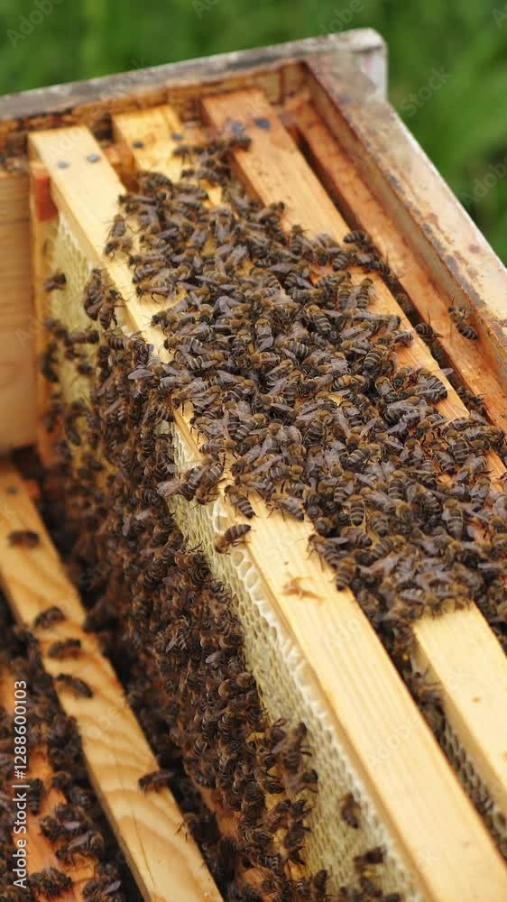 Selective focus on beehive from the top. Wooden honeyframes with many bees on it. Apiculture concept. Vertical video Selective focus on beehive from the top. Wooden honeyframes with many bees on it. Apiculture concept. Vertical video