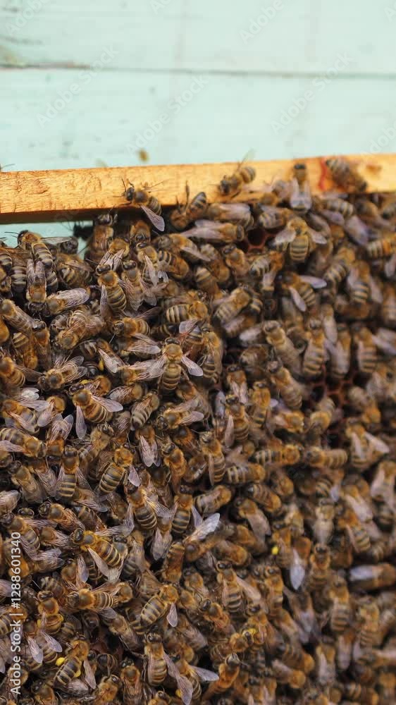 Wooden frame with many bees on it. Working bees produce honey. Frame stands near hive. Vertical video Wooden frame with many bees on it. Working bees produce honey. Frame stands near hive. Vertical video