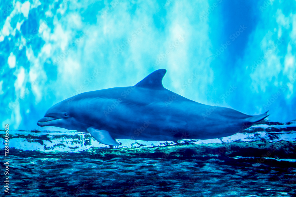 Obraz premium A dolphin is swimming in the ocean. The water is blue