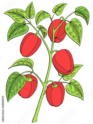 Pepper graphic bush color isolated sketch illustration vector 