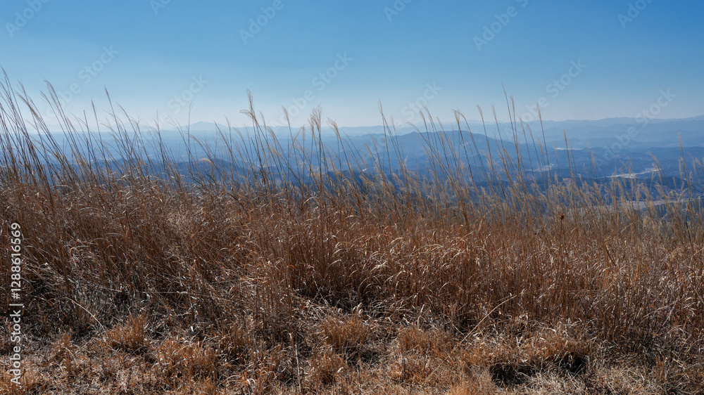 겨울산의 갈대밭 풍경 겨울산의 갈대밭 풍경