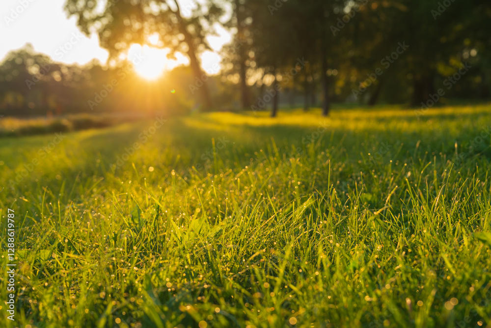 Summertime sunrise over a grassy field . High quality photo Summertime sunrise over a grassy field . High quality photo