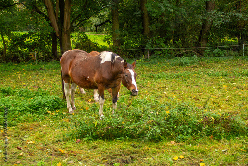 brown horses on green pasture, peaceful rural atmosphere, Natural behavior, peaceful atmosphere. for nature documentaries, farming life
