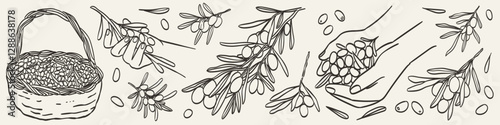 Doodle retro olive branch collection. Line engraving art in charcoal or crayon drawing style of plant stem with olives harvest vector illustration. Ink hand drawn set. Pencil drawn design elements.