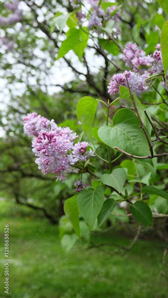 Branches of purple lilac in bloom against the background of greenery and lilac garden, selective focus, vertical orientation Branches of purple lilac in bloom against the background of greenery and lilac garden, selective focus, vertical orientation
