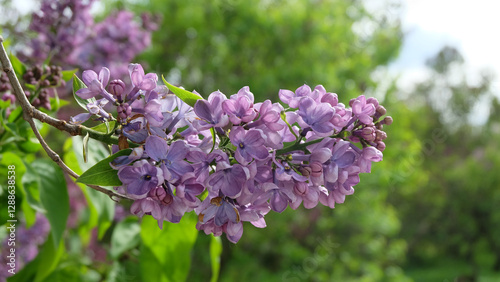 Branches of purple lilac in bloom against the background of greenery and lilac garden, selective focus, horizontal orientation