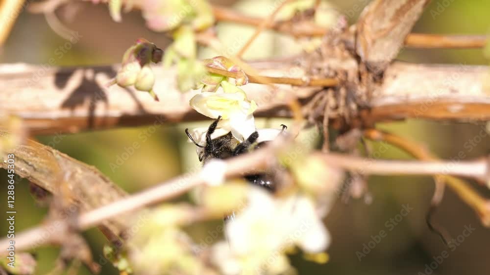 Mit gelben Pollenkörnern dekorierte Blaue Holzbiene Xylocopa violacea Mitte Februar an einer Blüte der Winter-Heckenkirsche 'Winter Beauty' Lonicera purpusii Mit gelben Pollenkörnern dekorierte Blaue Holzbiene Xylocopa violacea Mitte Februar an einer Blüte der Winter-Heckenkirsche 'Winter Beauty' Lonicera purpusii